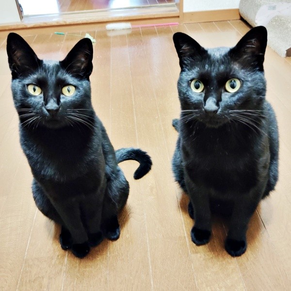 まるで本当のきょうだい！ （左から）先住のちーちゃん、黒ちゃん（画像提供：ちよさん）