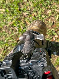 大胆に羽を広げるエナガ（提供：daffy@お散歩探鳥&遠征探鳥♪さん）