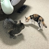 Oさんの家に迎えられた初日の和海ちゃん、幸愛ちゃんにおっかなびっくり