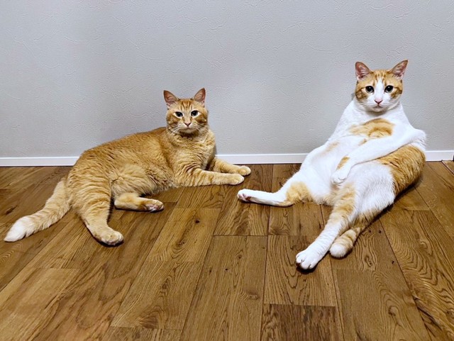 仲良くまったりタイム。弟猫のテトくん（左）とぽーちゃん（右）（画像提供：ぽーの呟き…ときどきテトさん）