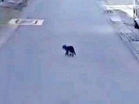 車を運転中、道路を横切る小さな黒猫・キキさんを発見（画像提供：三田尻さん）