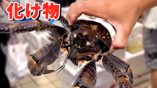 デカイ！なぜスーパーでヤシガニが！？