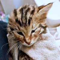 保護時、ガリガリに痩せていたちびすけくん（画像提供：あるくきくらげさん）