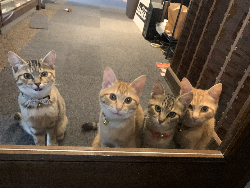 終業時の猫たちのお見送り（しまや出版提供）