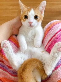 「風呂場にスライディングしてお腹ビショビショの猫」（提供：も&もちもなさん）