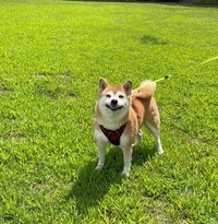 お水を取りに戻った後は、無事にお散歩を再開したそうです（画像提供：柴犬ももさん）