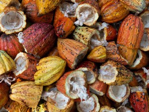 夢だった国際協力ができない。だから私は、チョコレート屋さんで働く