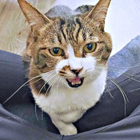 膝上に乗って甘えるちーちゃん（画像提供：ミヤモトナオキさん）