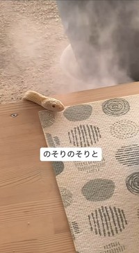 白ヘビ！（「𝑺𝑯𝑼𝑵𝑺𝑲」さん提供、Instagramよりキャプチャ撮影）