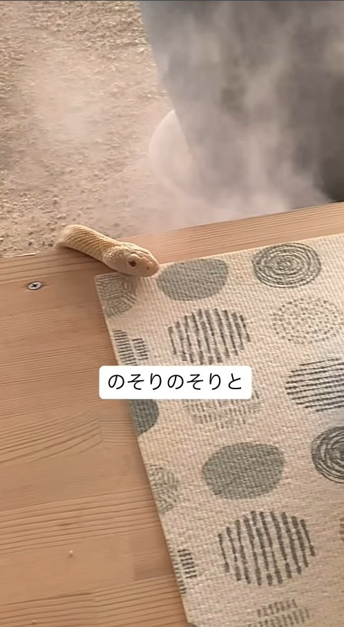 白ヘビ！（「𝑺𝑯𝑼𝑵𝑺𝑲」さん提供、Instagramよりキャプチャ撮影）
