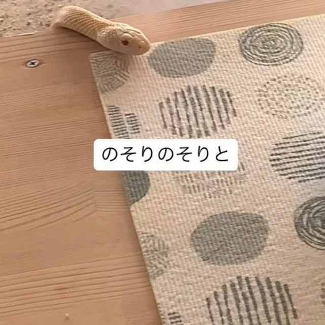 白ヘビ！（「𝑺𝑯𝑼𝑵𝑺𝑲」さん提供、Instagramよりキャプチャ撮影）
