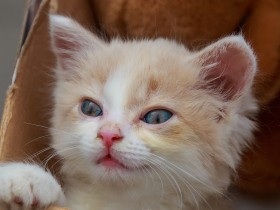 捨て猫・捨て犬を遺棄罪で追及するために発見者がすべきことは？　専門家に聞いてみた