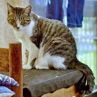 出かける飼い主さんを見送るサクラちゃん（画像提供：伊集院慧さん）