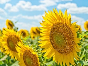 思い出がないのに夏が好きなのは、「サマーウォーズ」を見ているから