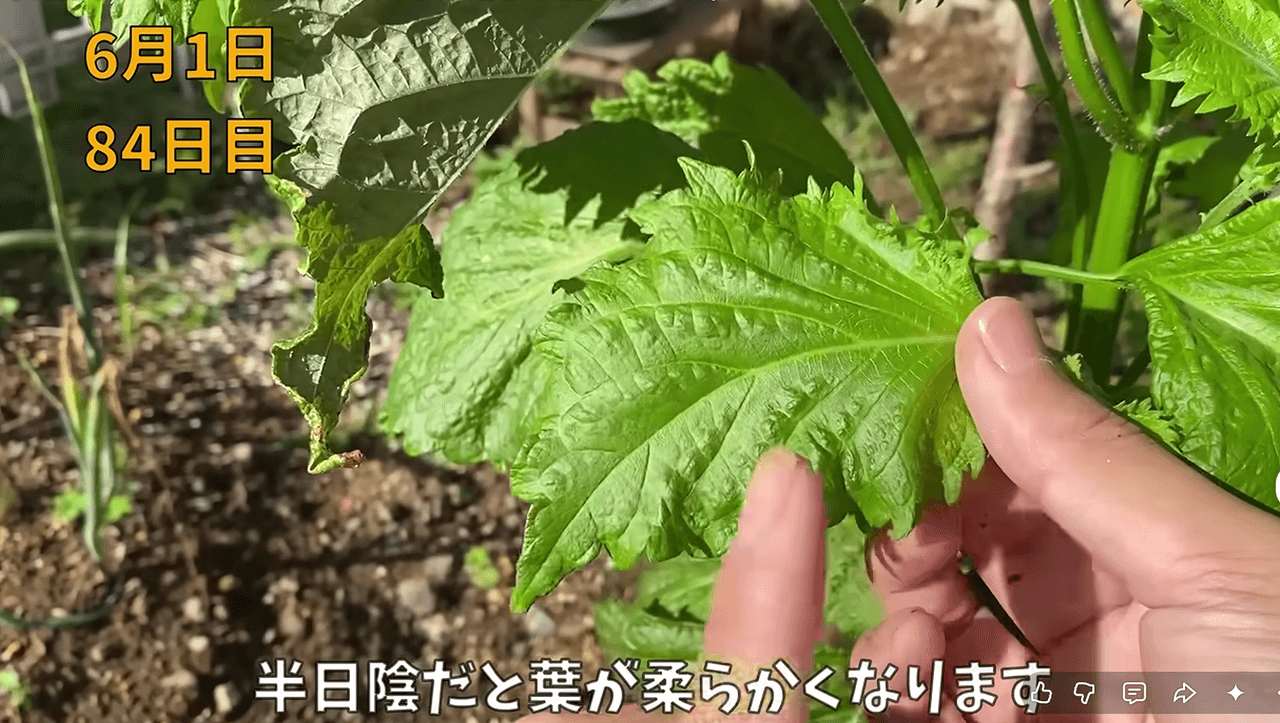 日光に当てすぎると、硬く美味しくない葉になってしまうそう 画像提供：のりんごさん