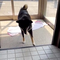 恐る恐る、敷居に肉球を……（動画からキャプチャー／提供：黒柴はるママさん @51316Mika）