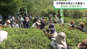 茶どころ復活を目指す宮城・富谷市で新茶の摘み取り