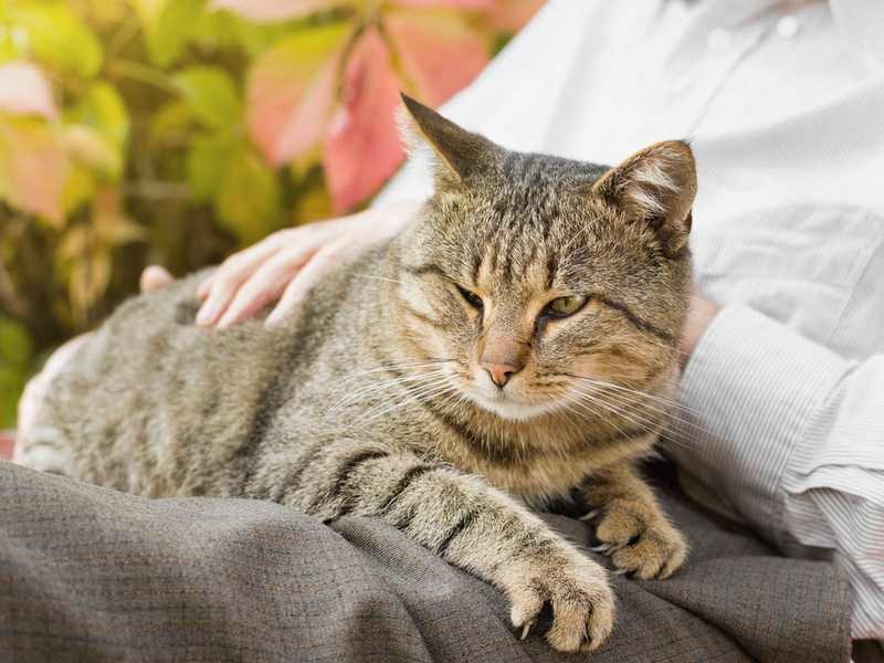 可愛い猫を手放すのはつらい