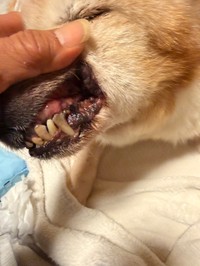 ニシくんの口腔内（「特定非営利活動法人DOG BASE」さん提供）