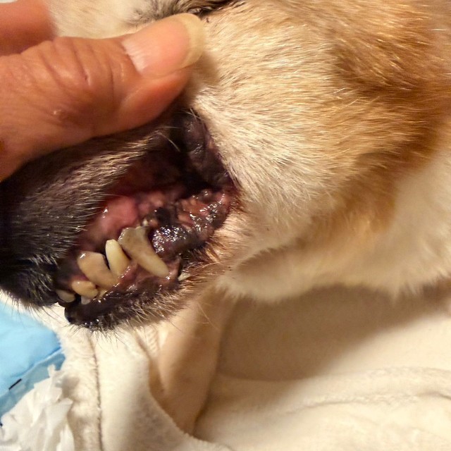 ニシくんの口腔内（「特定非営利活動法人DOG BASE」さん提供）
