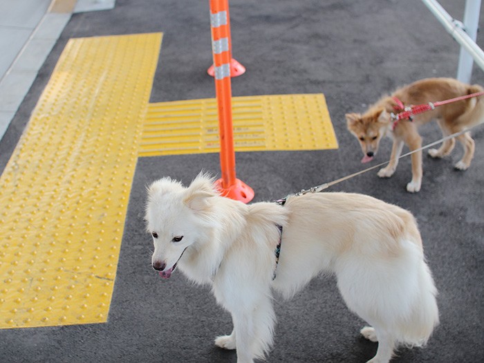 脚だけ先に伸びた「キモ期」の福助
