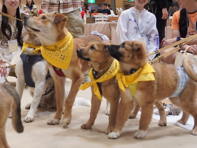 新たな家族との幸せな出会い 「パナソニック保護犬猫譲渡会」、東京