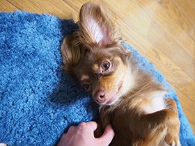 ねえねえ早く寝ようよ、ゴロゴロアピール　チワックスの「エマ」