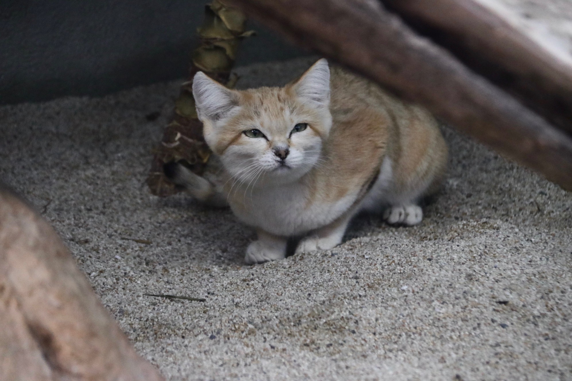 民放キー局の人気動物番組が炎上したワケ スナネコがペットに向かない