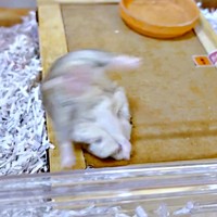 勢いあまって反り返ったはむきちくん（画像提供：まんまるハム日和さん）