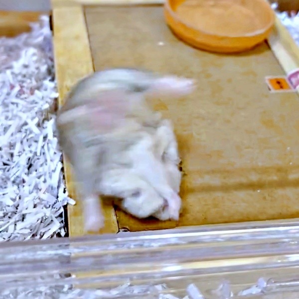 勢いあまって反り返ったはむきちくん（画像提供：まんまるハム日和さん）