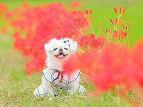 無事に七五三を迎えられて感謝の気持ちでいっぱい　ペキ×マルチーズミックス「める」