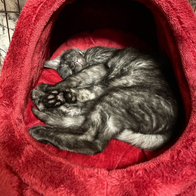 生後3カ月のころ、すやすやと安心して眠る虎くん（画像提供：寿々さん）