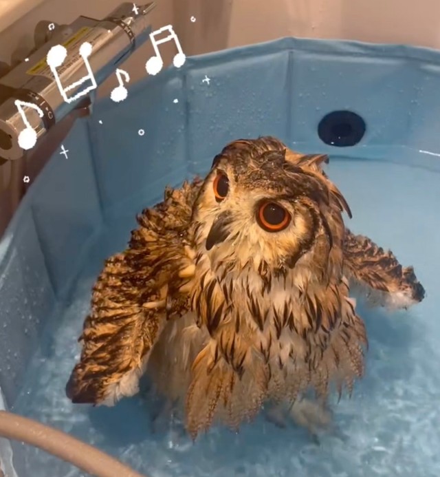 水浴びが大好き！（提供：@mozmoz0704さん）