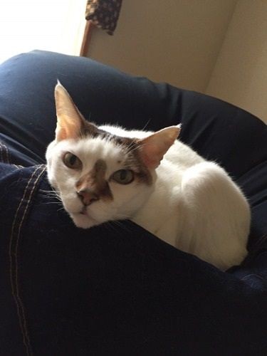 カツオが好きなのは猫をダメにする椅子　（提供写真）