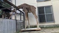 体重測定中のアミメキリンのサンタロウ　提供：池田動物園