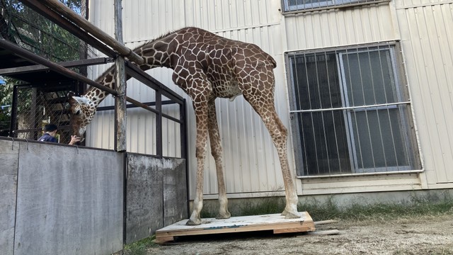 池田動物園　アミメキリン「サンタロウ」とケヅメリクガメ「ケーヅー」　体重を測定