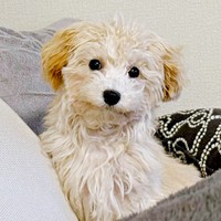 飼い主さんをじっと見つめるボサノヴァちゃん（画像提供：犬を見てさん）