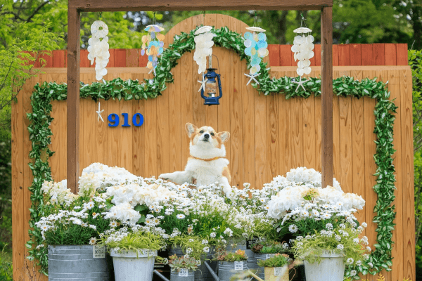 「あれ？」 だんだん沈んでいく神楽ちゃん（画像提供：コーギーの神楽さん）