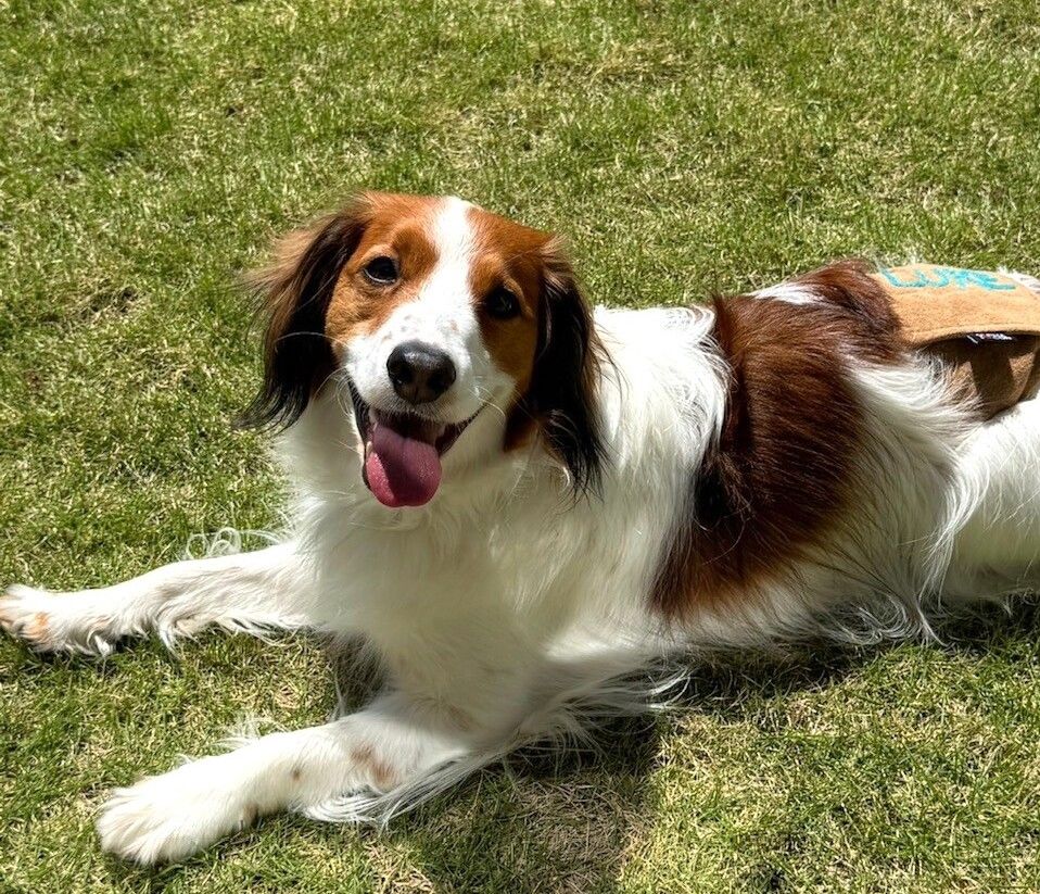 犬はいま、どんな気持ち? しぐさや表情から読み解く愛犬とのコミュニケーション