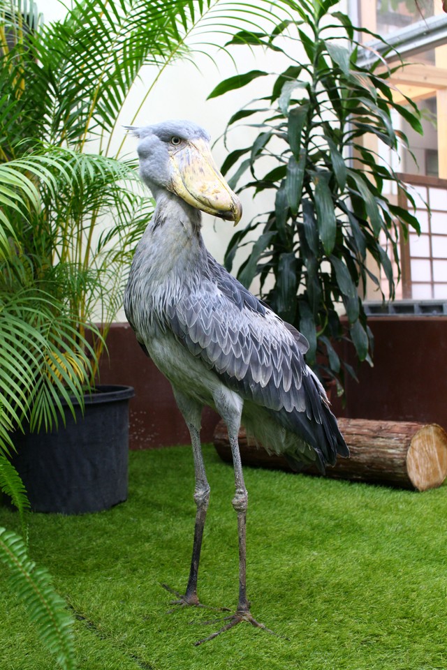 ハシビロコウの全身