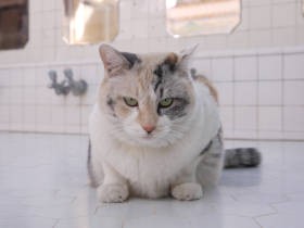 敬意を表し“さん”づけ　福島からやってきた銭湯の美人看板猫　