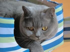 抱っこ嫌いの甘え下手　でも気づくと側にいるブリティッシュショートヘア「めい」