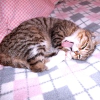 お迎え当初、のんびりくつろぐゆずちゃん（画像提供：バニラさん）