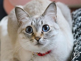 これからも“縁結び猫”でいてね　青い瞳のミックス猫「結」