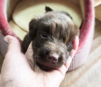 生まれたばかりにして瀕死の状態で保護されたフラットコーテッドリトリーバーの葉奈