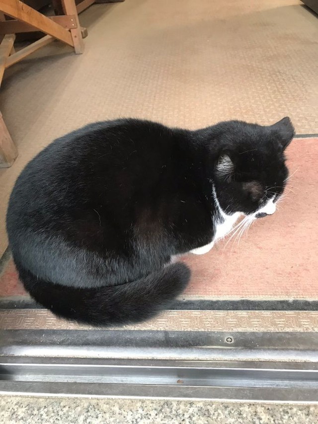 リプ欄にて紹介された猫。あさんが見かけた猫に似ていますが、こちらはさくら耳が左側になっているようです。 ※チョロキチさん（@GbKiftA4fZL1o0T）提供