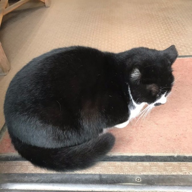 リプ欄にて紹介された猫。あさんが見かけた猫に似ていますが、こちらはさくら耳が左側になっているようです。 ※チョロキチさん（@GbKiftA4fZL1o0T）提供