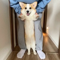 歩いているみたい！ 飼い主さんに抱えられて楽しそうなぱんちゃん（画像提供：ぱん コーギーさん）