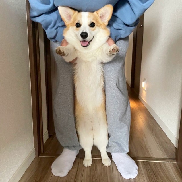 歩いているみたい！ 飼い主さんに抱えられて楽しそうなぱんちゃん（画像提供：ぱん コーギーさん）