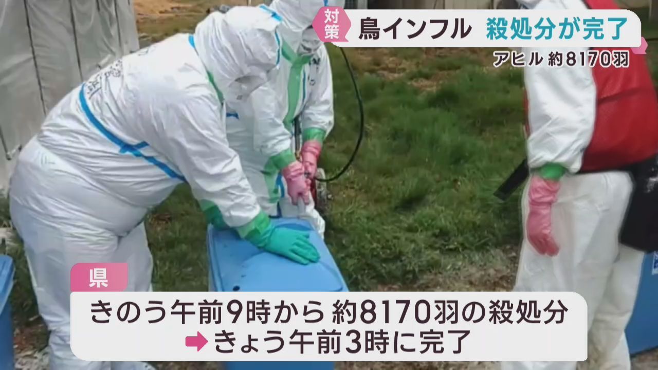 宮城・角田市で鳥インフルエンザ確認　アヒル８１７０羽の殺処分完了